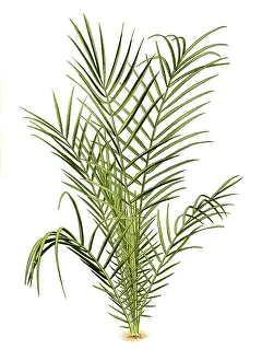 Phoenis spinosa, Spiny Date Palm