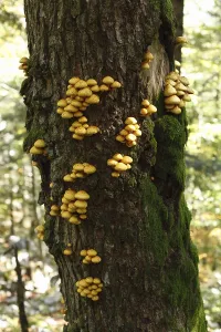 Pholiota mushroom (Pholiota aurivella)