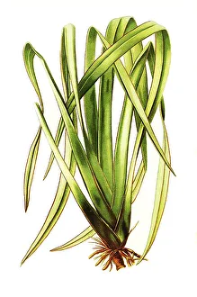 Phormium Tenax, New Zealand Flax