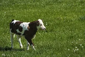 Photo of a cow standing in a field with hills