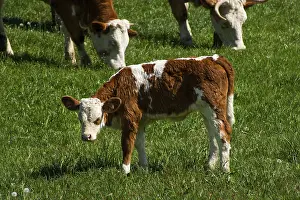 Photo of a cow standing in a field with hills