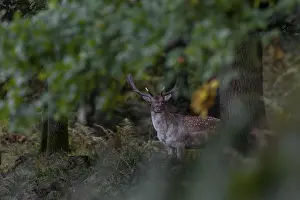 This photo documents a typical behaviour of the fallow deer (Dama dama)