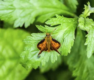 Full photo with a sharp closeup of a skipper Hesperiidae butterfly taken with a macro lens