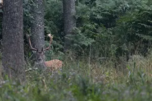 Framed Print : The photo shows the difficulties of photographing fallow deer (Dama dama) in such an environment Framed Print : The photo shows the difficulties of photographing fallow deer (Dama dama) in such an environment