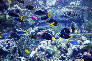 Framed Print : Photo of a tropical fish on a coral reef in Dubai aquarium