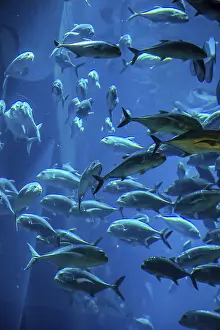 Framed Print : Photo of a tropical fish on a coral reef in Dubai aquarium Framed Print : Photo of a tropical fish on a coral reef in Dubai aquarium