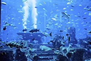 Framed Print : Photo of a tropical fish on a coral reef in Dubai aquarium
