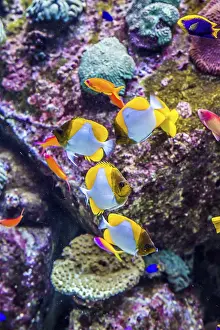 Framed Print : Photo of a tropical fish on a coral reef in Dubai aquarium Framed Print : Photo of a tropical fish on a coral reef in Dubai aquarium