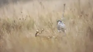 Photograph capturing a female Goshawk in a serene meadow in Guadalajara