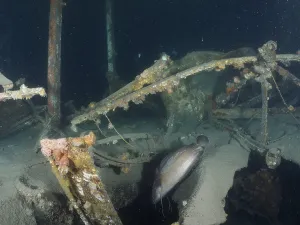 Photograph from inside a rusty wreck under water
