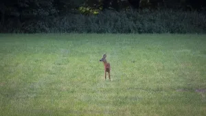 Photograph of a roebuck standing in a meadow looking to the left