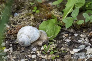 Framed Print : Photograph of a white snail (Gastropoda) on stony ground