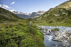 Photographer between alpine roses at the mountain stream Zemmbach