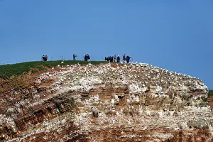 Category Historic EN Prints: Photographers and tourists on bird cliffs