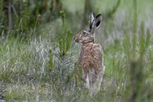 Photographing brown hares (Lepus europaeus) in the forest is a difficult endeavour