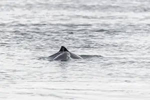 Photographing the Harbour porpoise (Phocoena phocoena) is very difficult