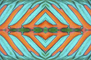 PHOTOMONTAGE, detail of dorsal fin