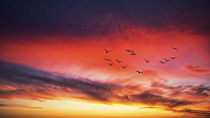 Photomontage, flock of birds flying in front of red clouds in evening sky