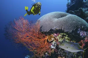 Photomontage, knotted fan coral(Melithaea ochracea) bluefin trevally (Caranx melampygus) and stony corals (Scleractinia)