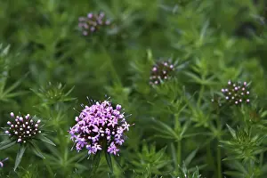 Phuopsis stylosa