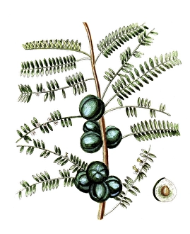 Phyllanthus emblica, Amla tree or Ambla tree