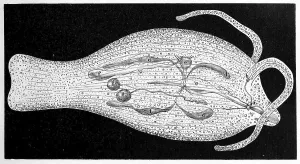 Phylliroe bucephala, tree snail