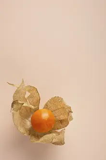 One physalis berry on a beige background