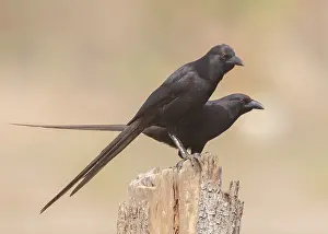 Piapiac (Ptilostomus afer), Gambia, Africa