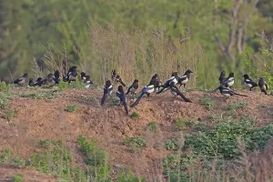 Pica sericea, Korean magpie, Korean magpies