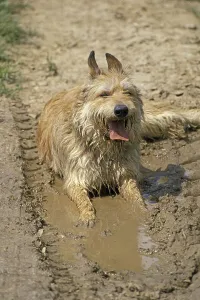 Picardy shepherd dog, adult, lying in water