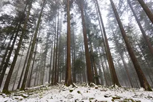 Picea abies, spruce forest in fog looking up into the treetops