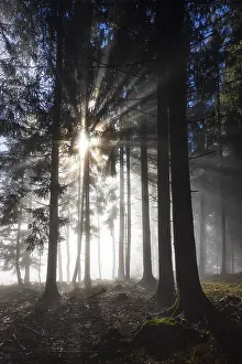 Picea abies, spruce forest in morning fog with sunrays