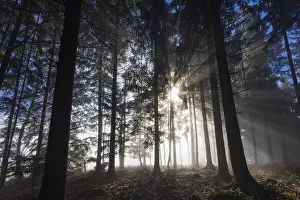 Picea abies, spruce forest in morning fog with sunrays