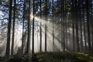 Picea abies, spruce forest in morning fog with sunrays