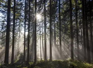 Picea abies, spruce forest in morning fog with sunrays