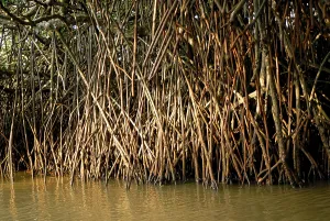 Pichavaram mangrove alayathi kadugal forest near Chidambaram