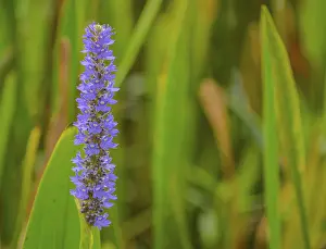 Pickerel weed pontederia cordata