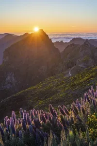Pico do Arieiro. Mountains and Blooming Pride of Madeira Flowers at Sunset