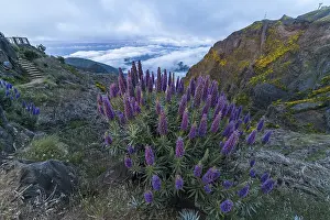 Pico do Arieiro. Mountains and Blue Pride of Madeira Flowers
