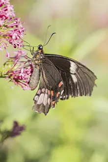 A picture of a beautiful butterfly on a flower