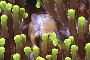 A picture of a beautiful Cleaner shrimp