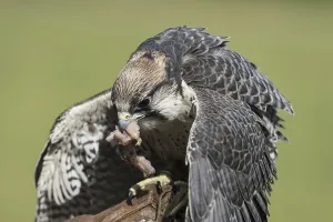 A picture of a beautiful hawk