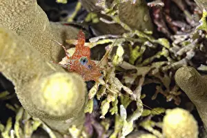 A picture of a beautiful Hingebeak Shrimp