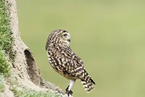 A picture of a beautiful owl on a tree