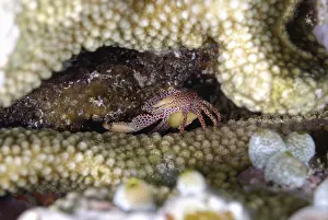 A picture of a beautiful red spotted coral crab in the coral