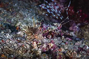 A picture of the dangerous lionfish swimming in the coral reef