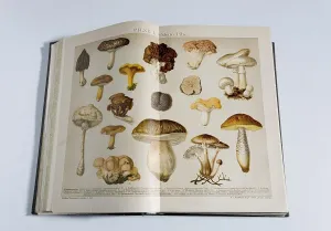 Picture of edible mushrooms in a german encylopedia