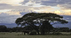 A picture of some elephants in the savanna
