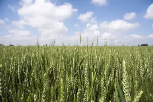 A picture of a green wheat filed