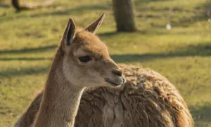 A picture of a llama on display in the Warsaw Zoo